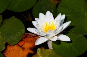 white_water_lily_197365
